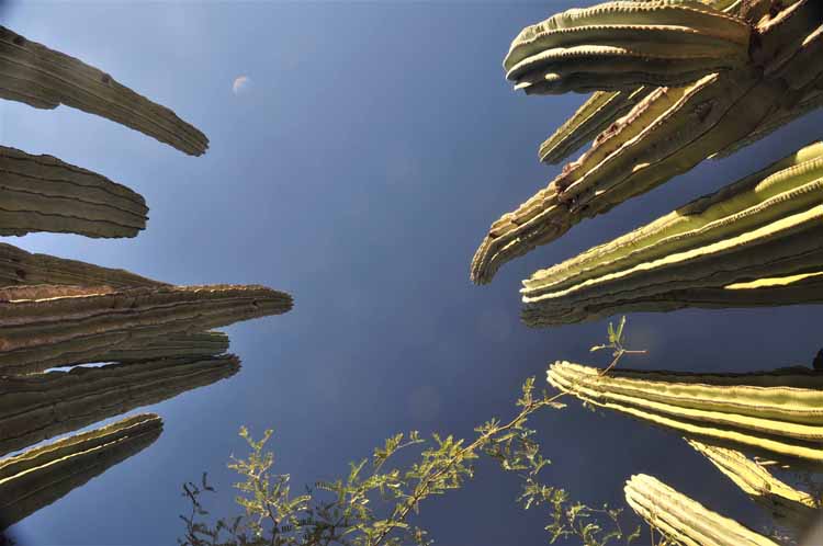 cactus, looking up